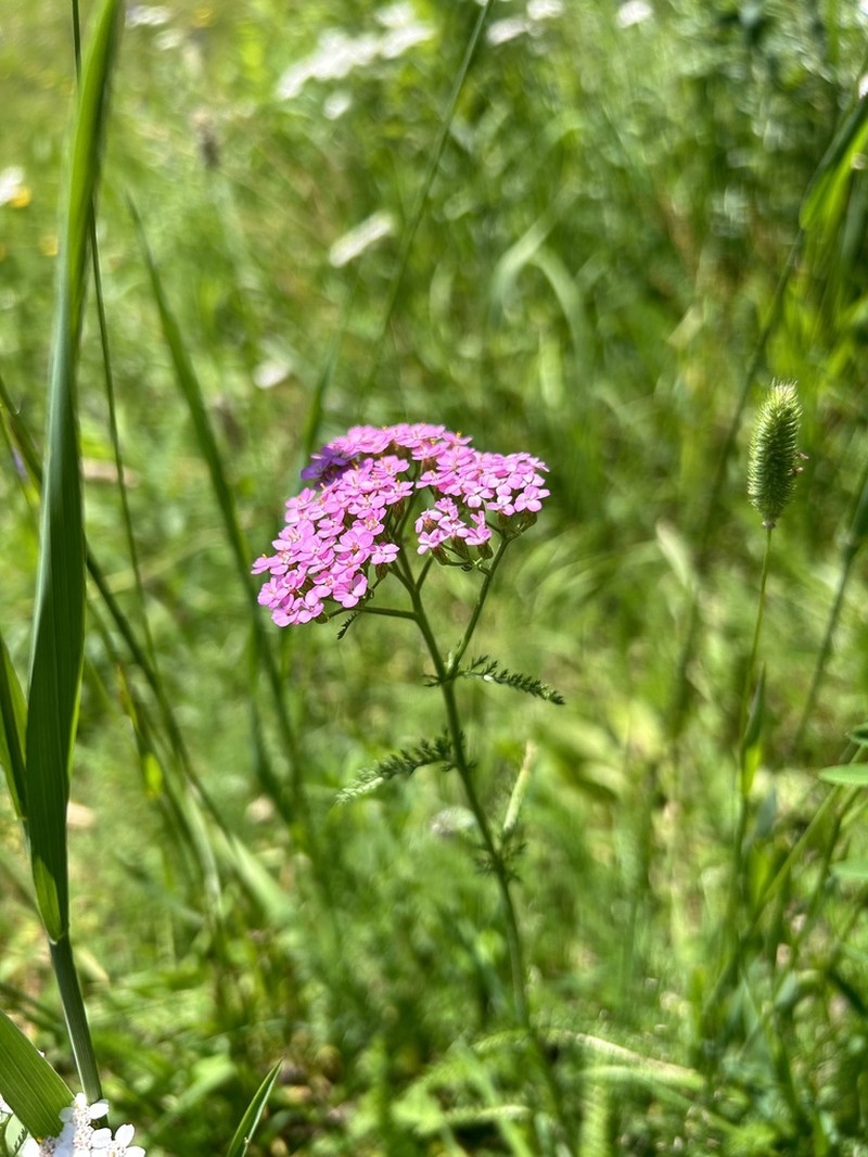 Achillea roseoalba photo 7