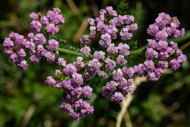 Achillea roseoalba photo 8