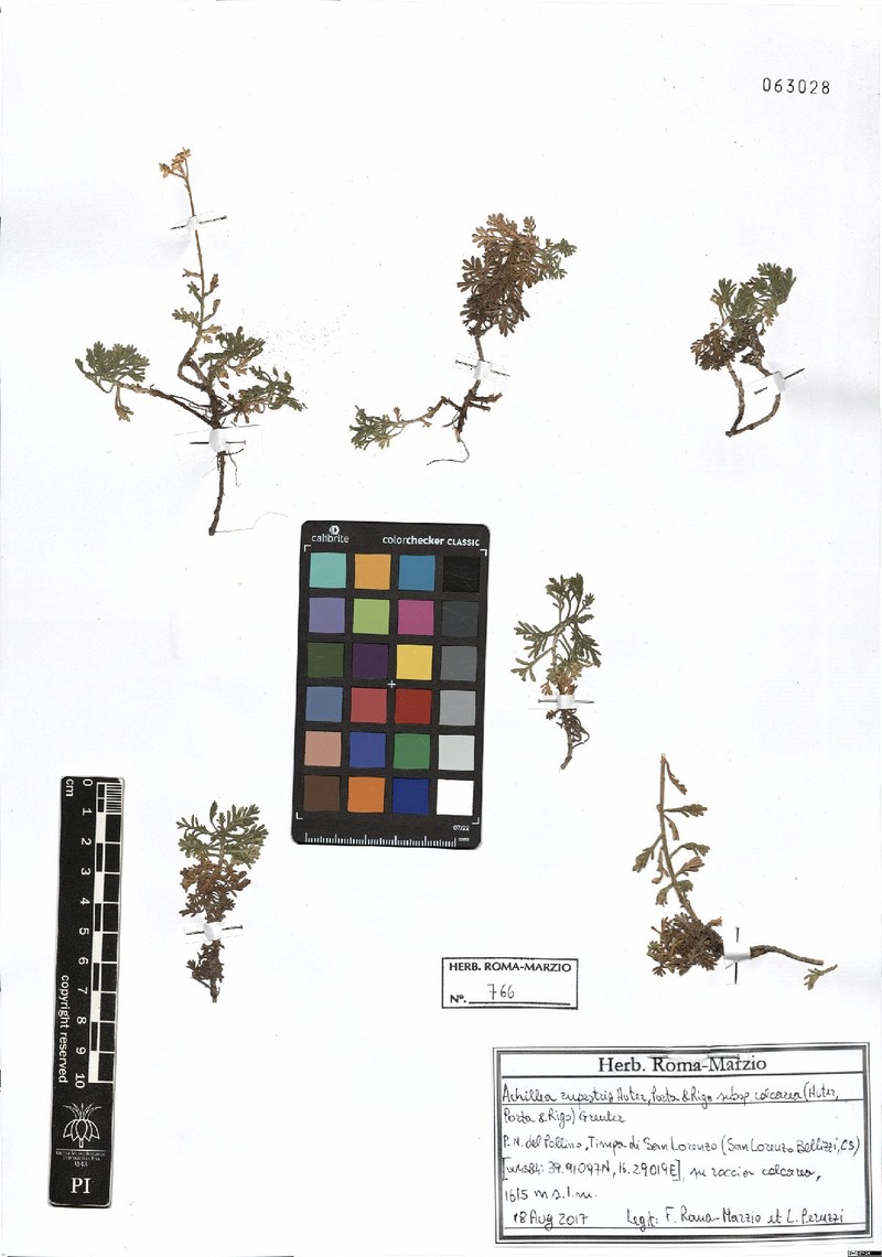 Achillea rupestris
