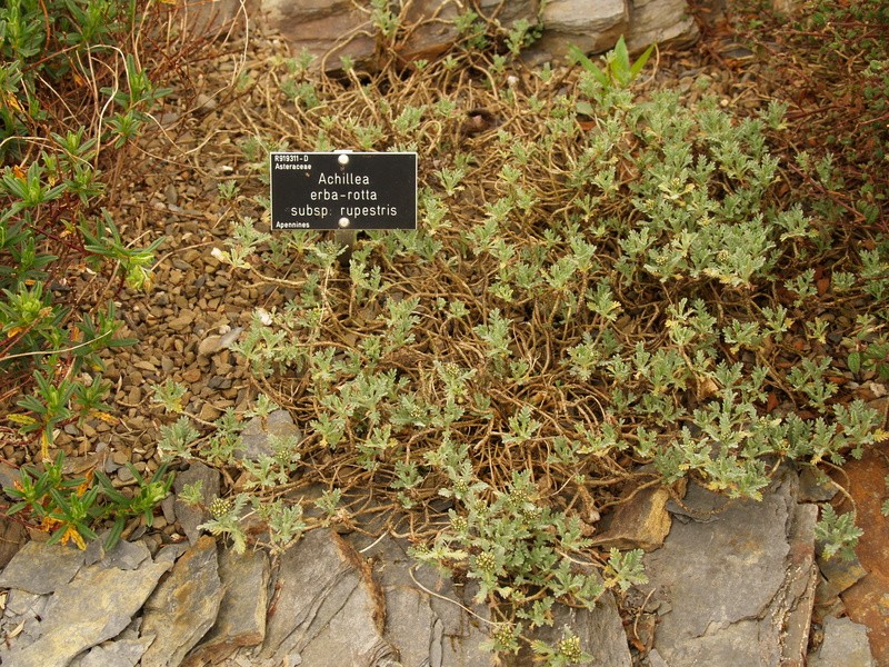 Achillea rupestris photo 2