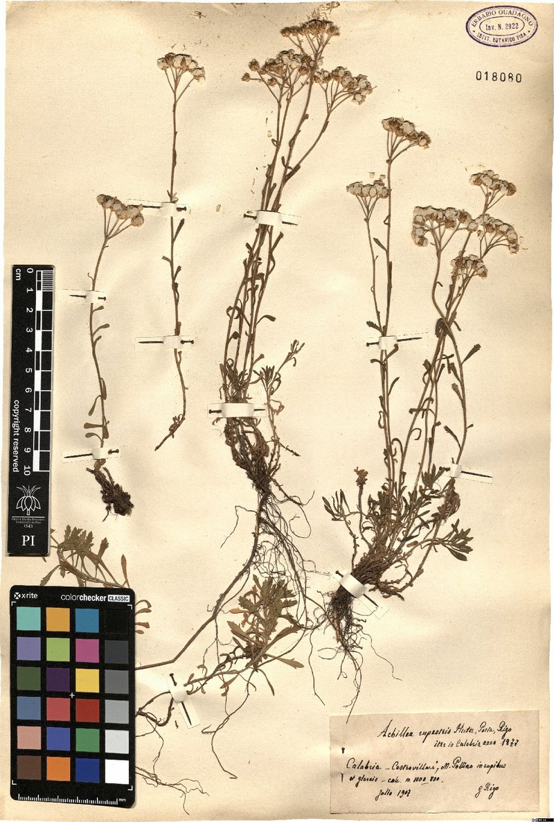 Achillea rupestris photo 4