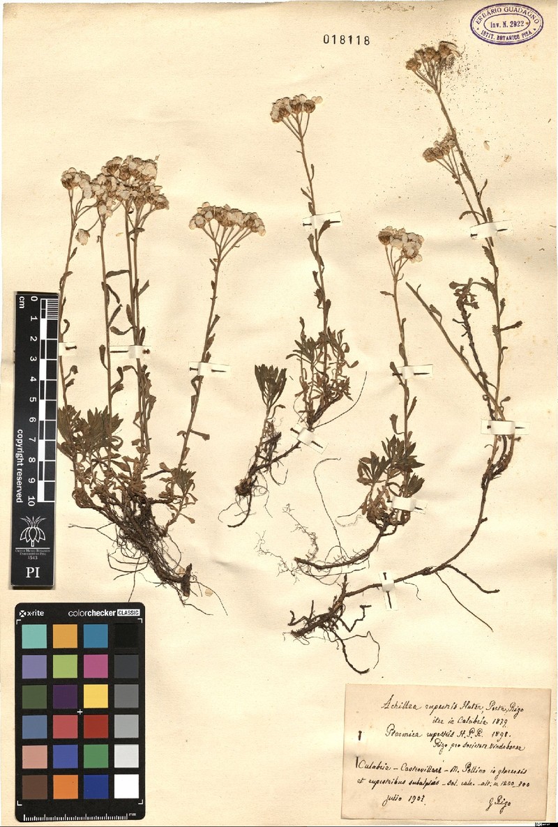 Achillea rupestris photo 5