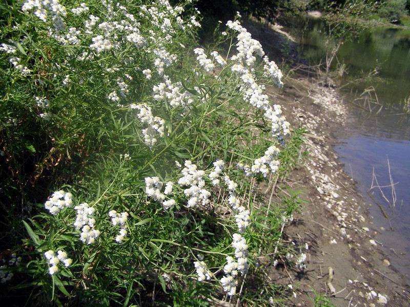 Achillea salicifolia