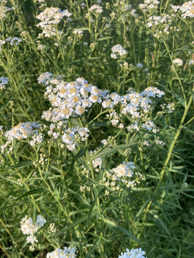 Achillea salicifolia photo 2