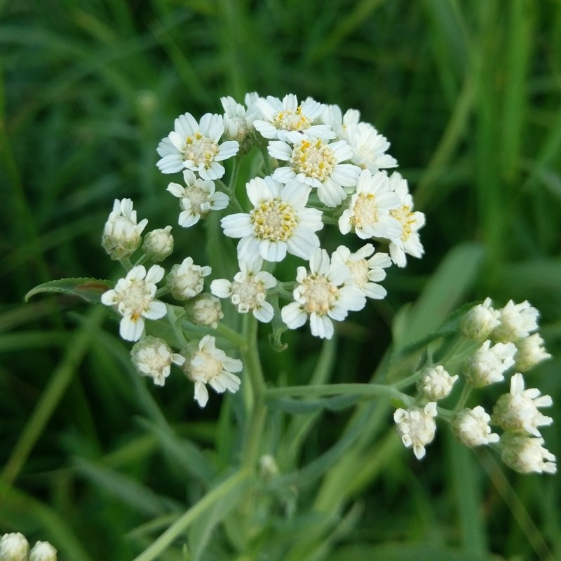 Achillea salicifolia photo 3