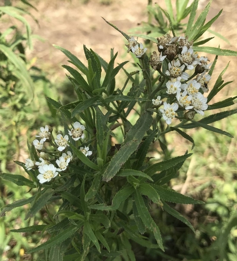 Achillea salicifolia photo 4