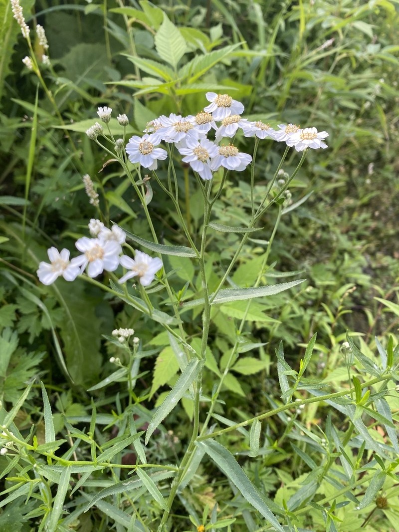 Achillea salicifolia photo 5