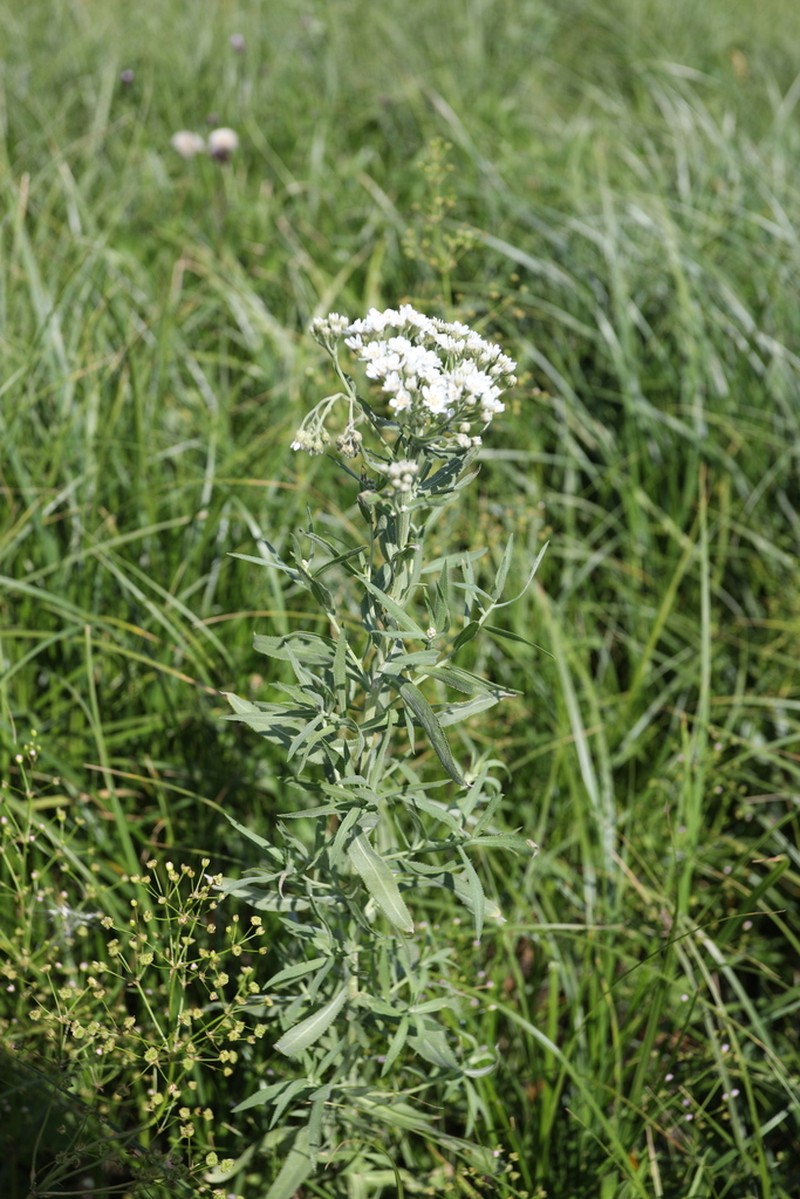 Achillea salicifolia photo 6