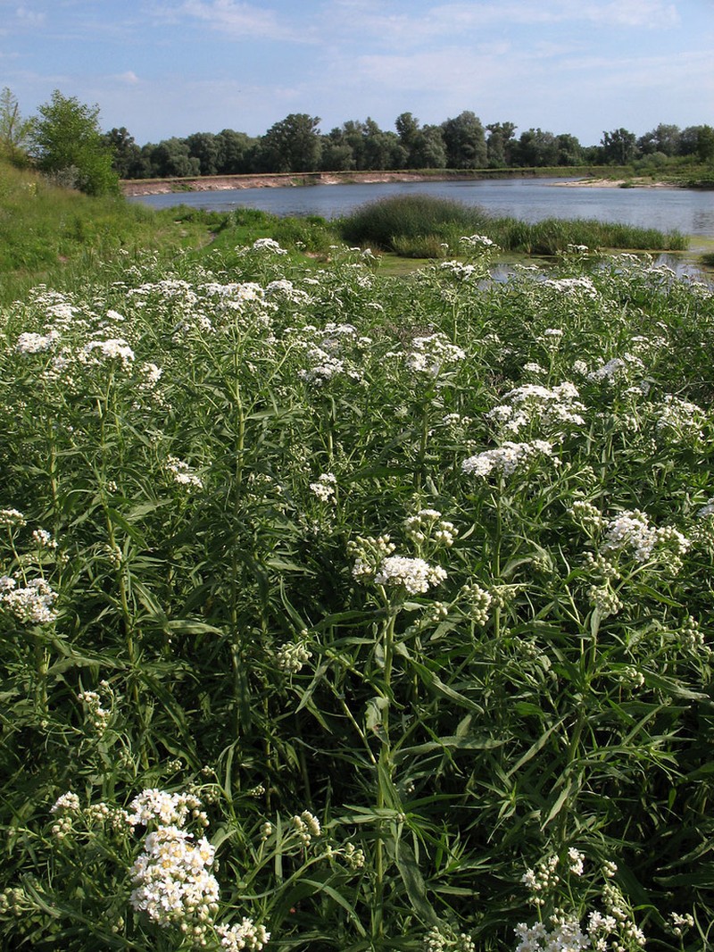 Achillea salicifolia photo 7