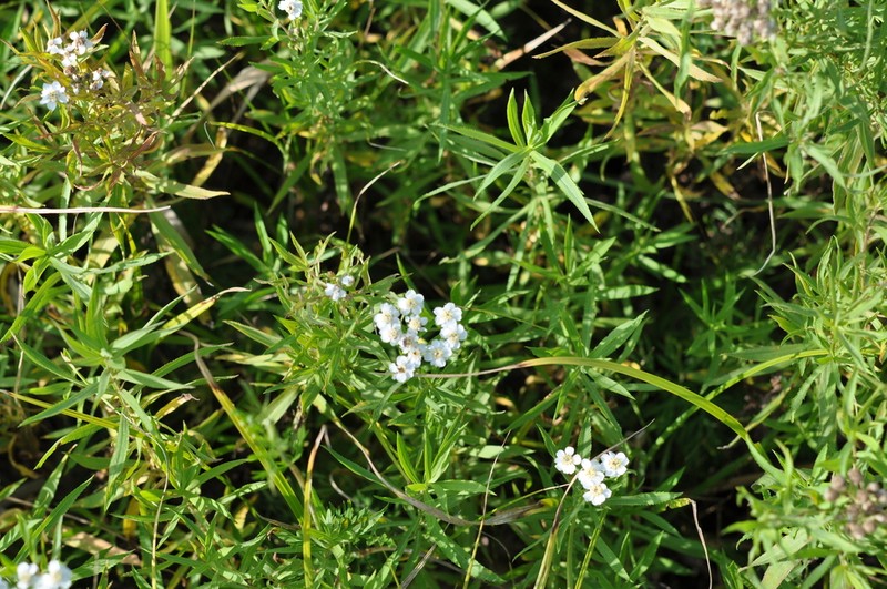 Achillea salicifolia photo 8