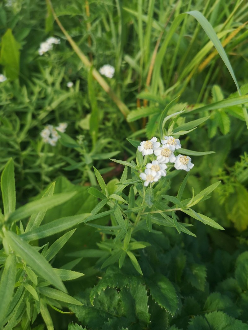 Achillea cartilaginea