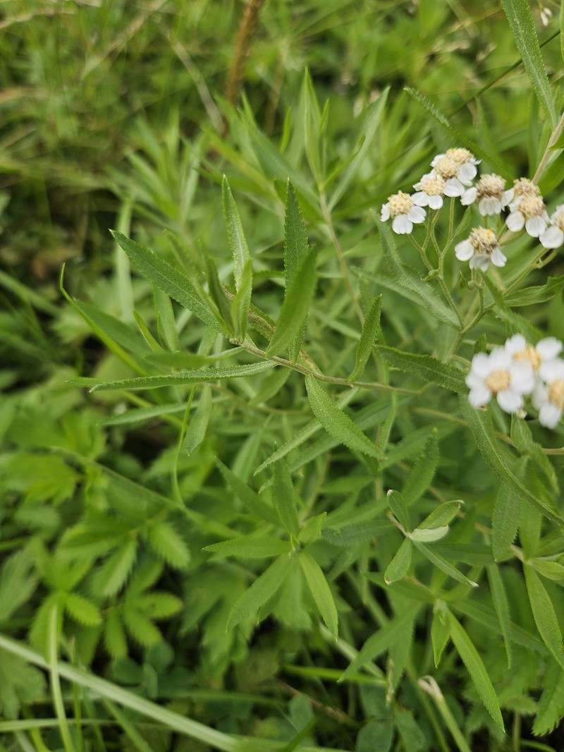Achillea cartilaginea photo 2