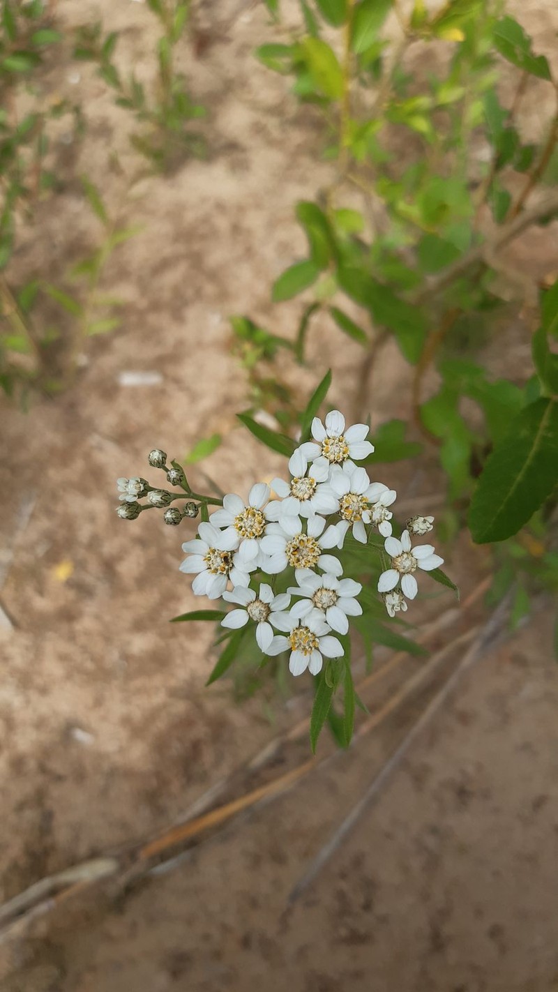 Achillea cartilaginea photo 3
