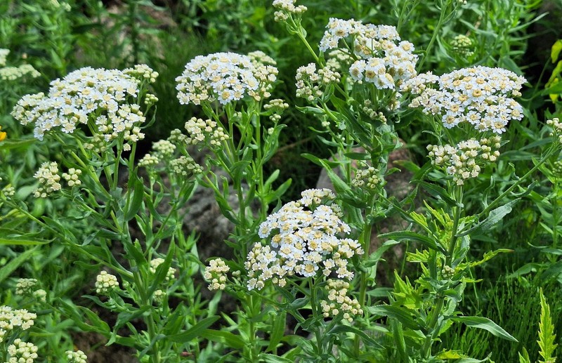 Achillea cartilaginea photo 4