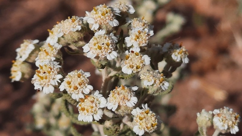 Achillea santolinoides photo 2