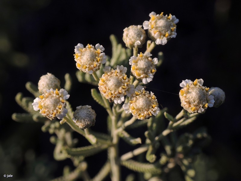 Achillea santolinoides photo 3