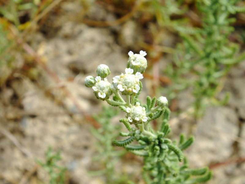 Achillea santolinoides photo 4