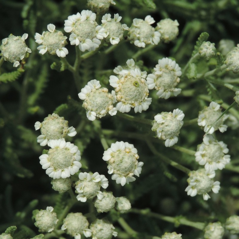 Achillea santolinoides photo 5