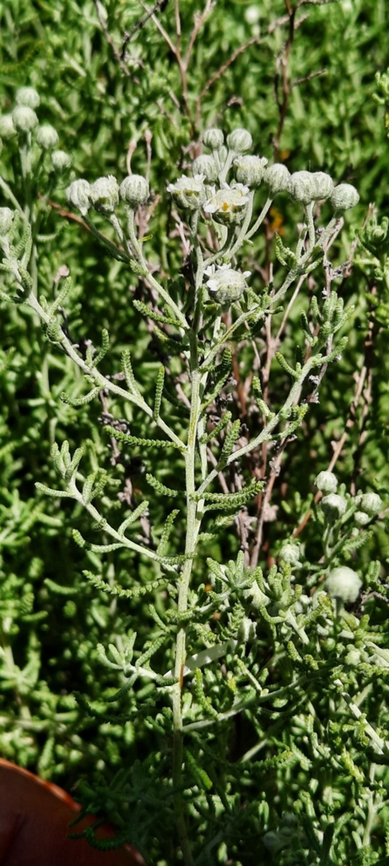 Achillea santolinoides photo 6