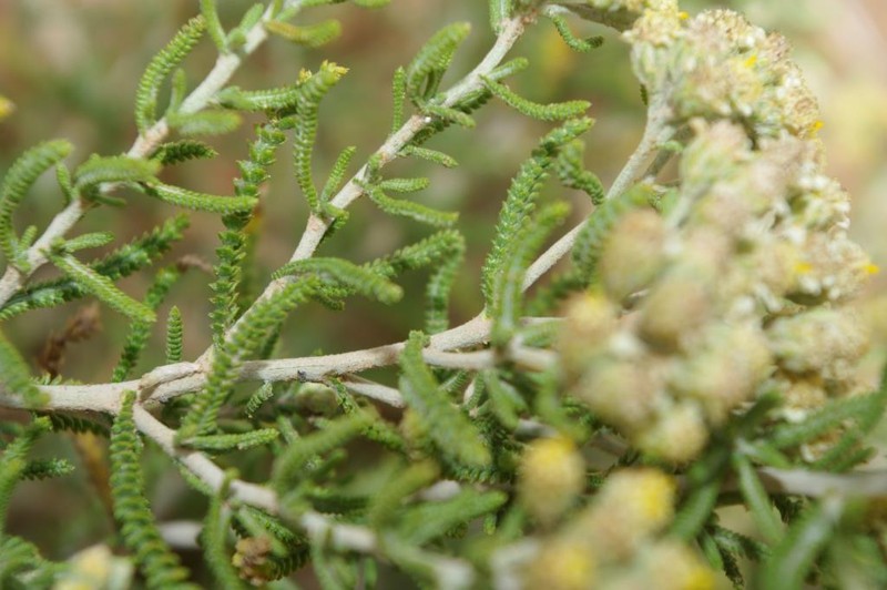 Achillea santolinoides photo 7