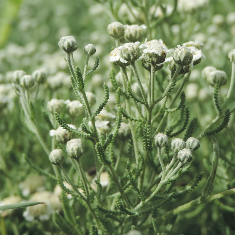 Achillea santolinoides photo 8