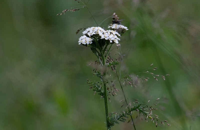 Achillea schmakovii