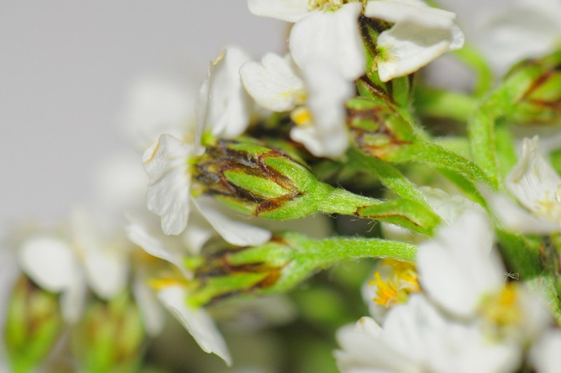 Achillea schmakovii photo 2