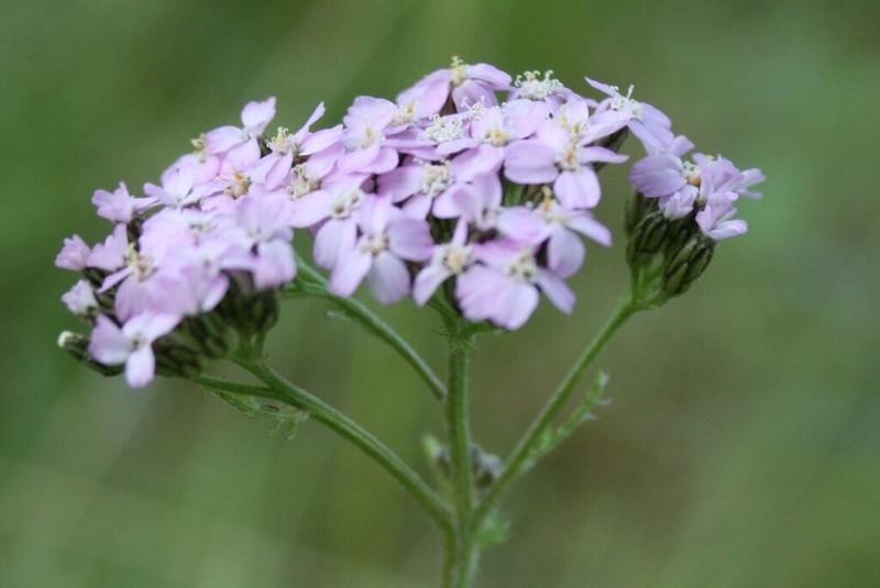 Achillea schmakovii photo 3