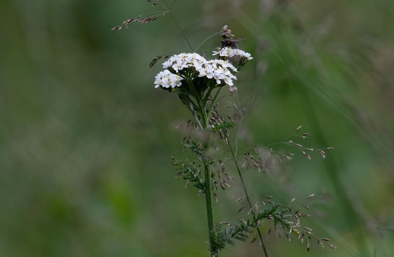 Achillea schmakovii photo 4