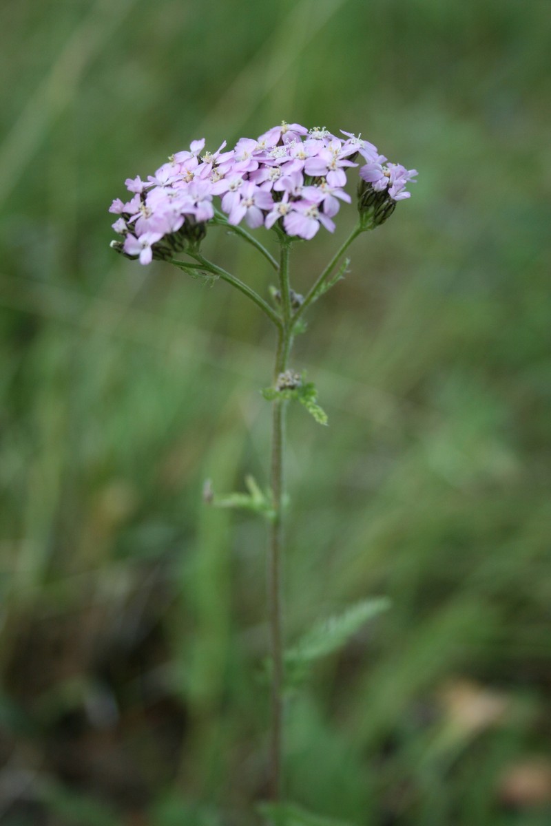 Achillea schmakovii photo 5