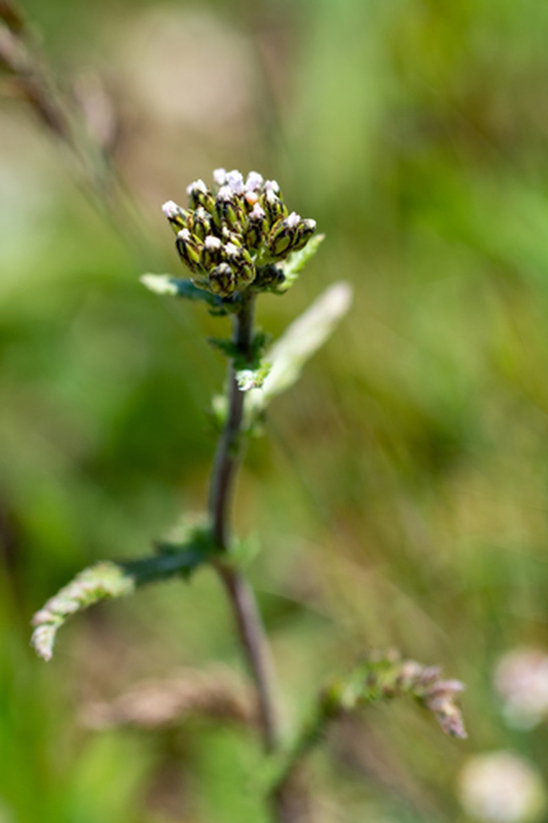 Achillea schmakovii photo 6