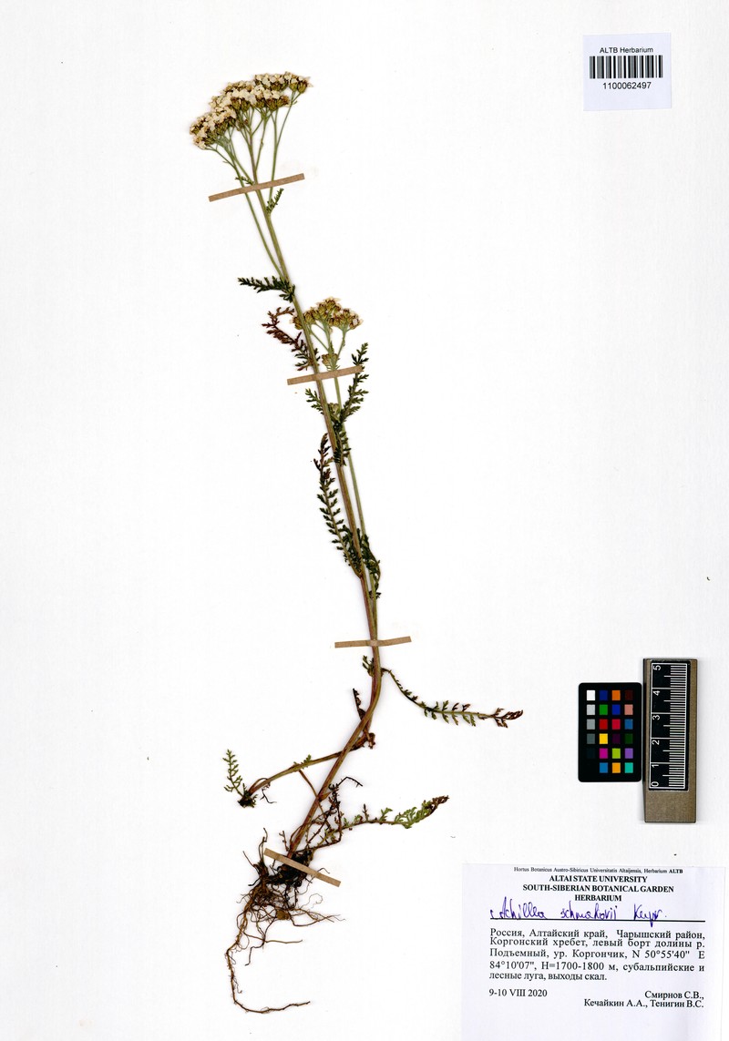 Achillea schmakovii photo 8