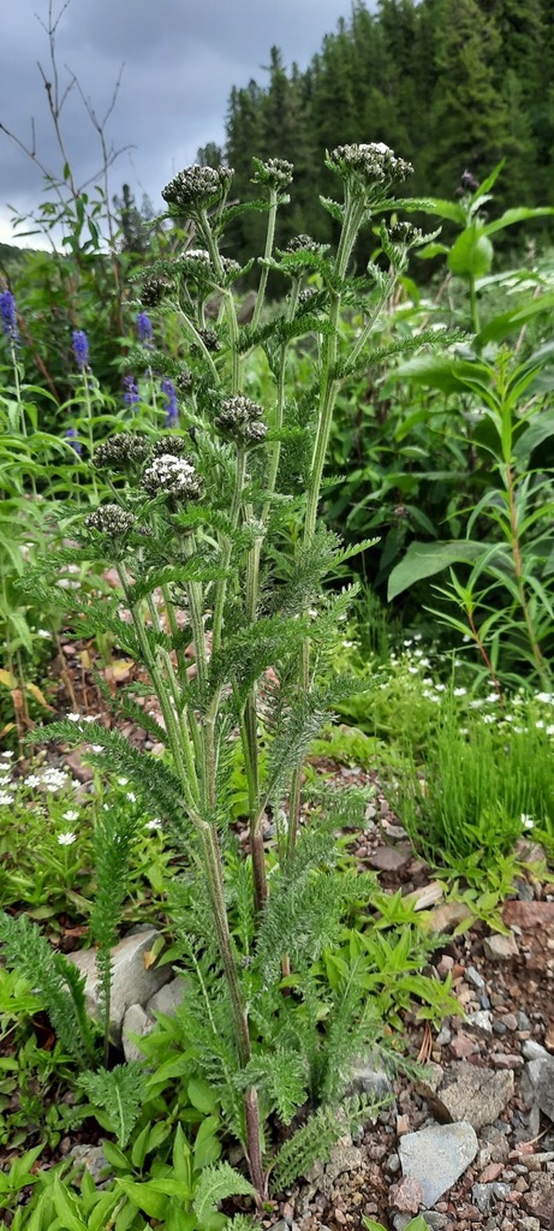 Achillea sergievskiana