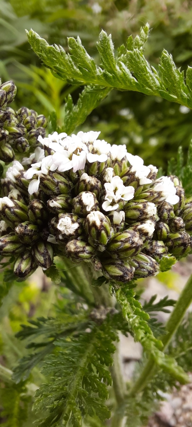 Achillea sergievskiana photo 2