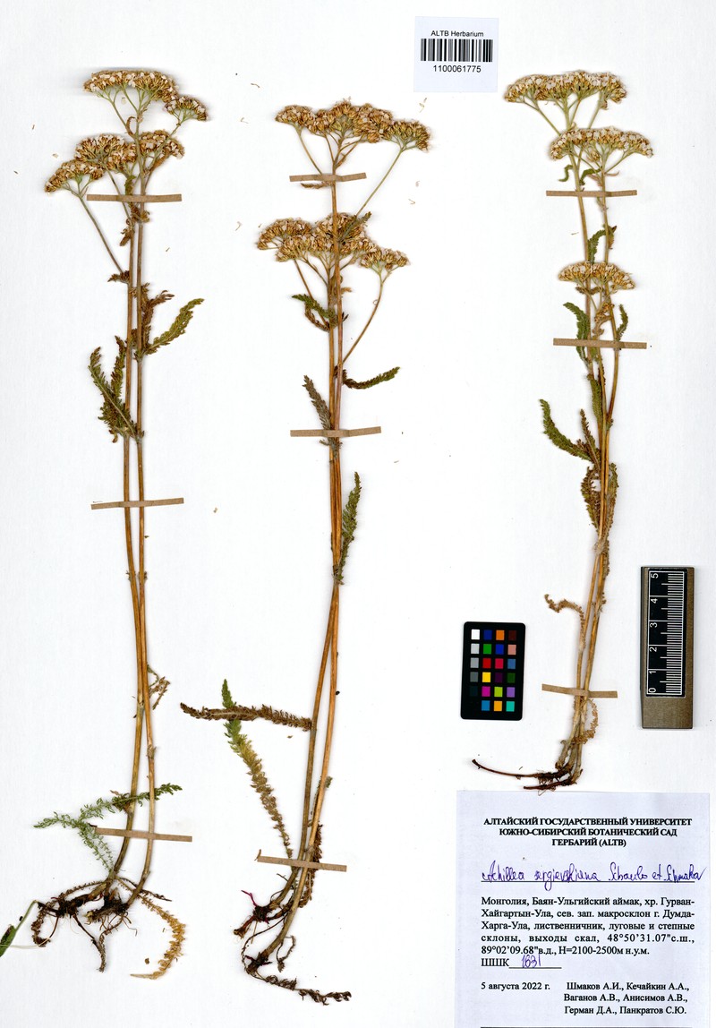 Achillea sergievskiana photo 3