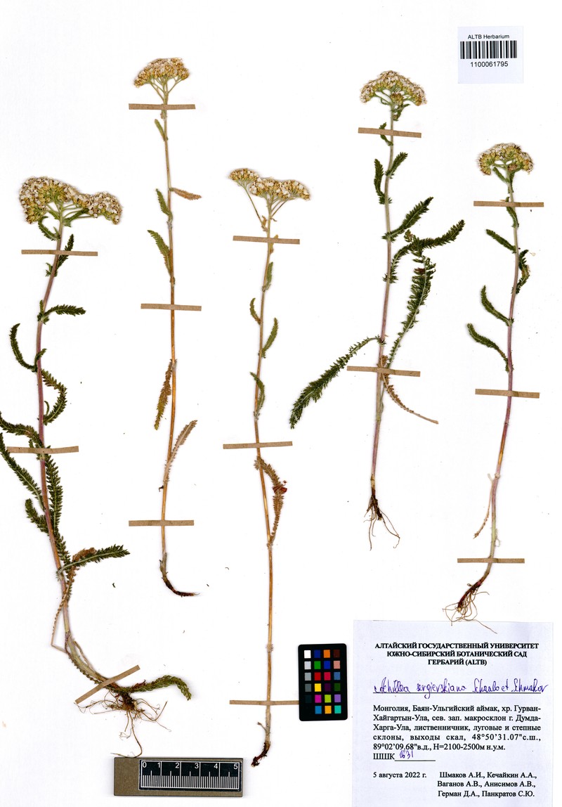 Achillea sergievskiana photo 4