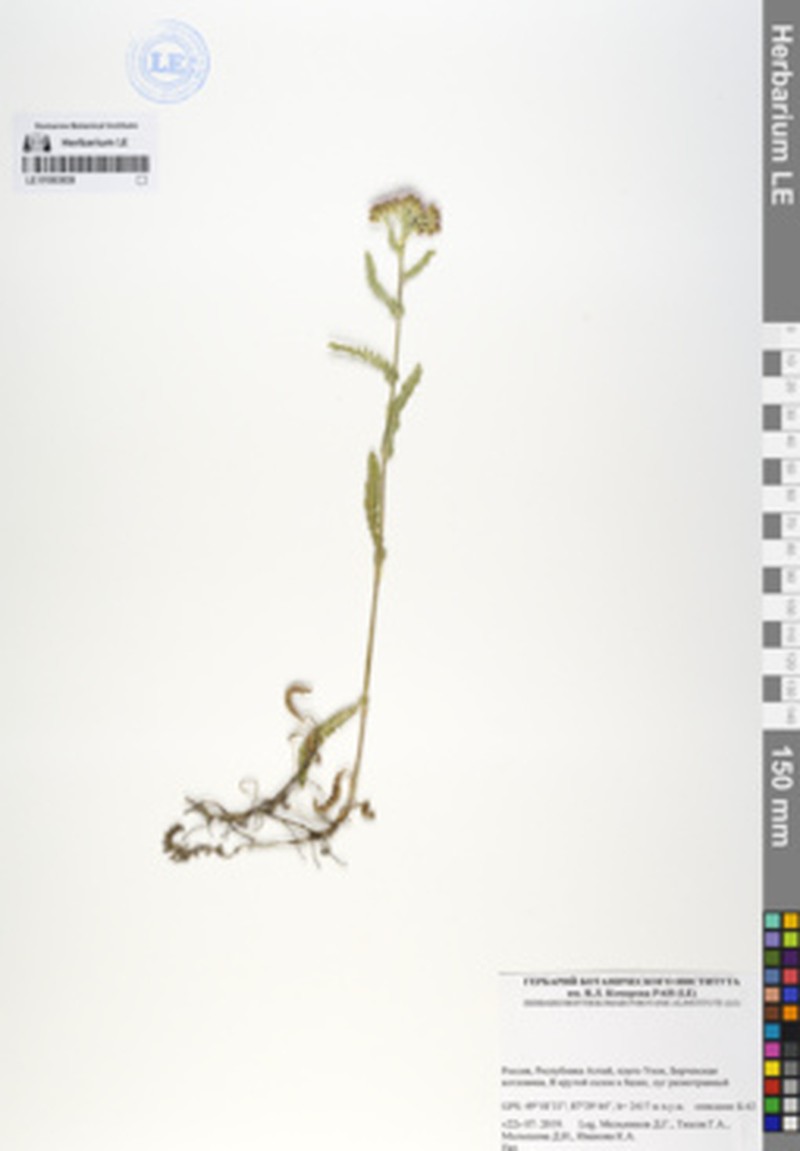 Achillea sergievskiana photo 5