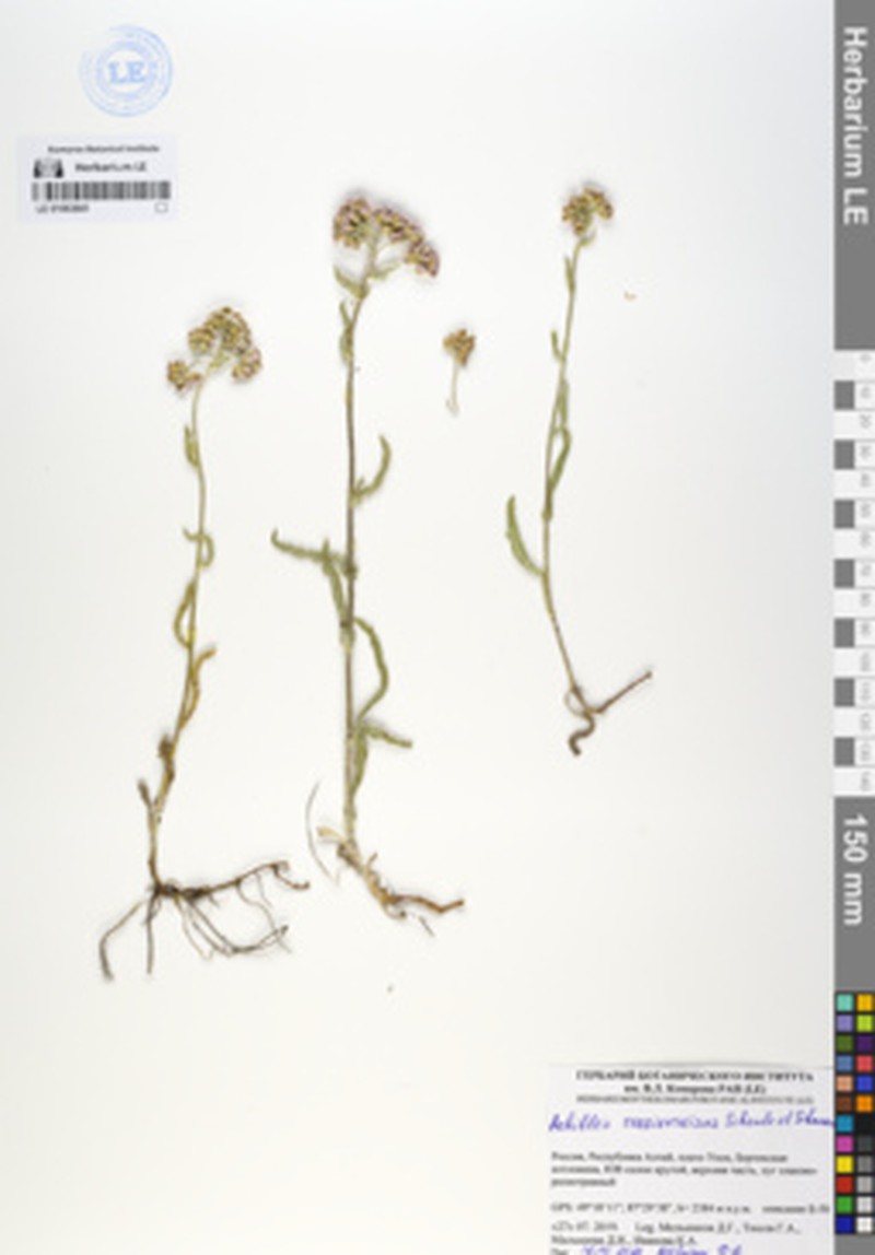 Achillea sergievskiana photo 6