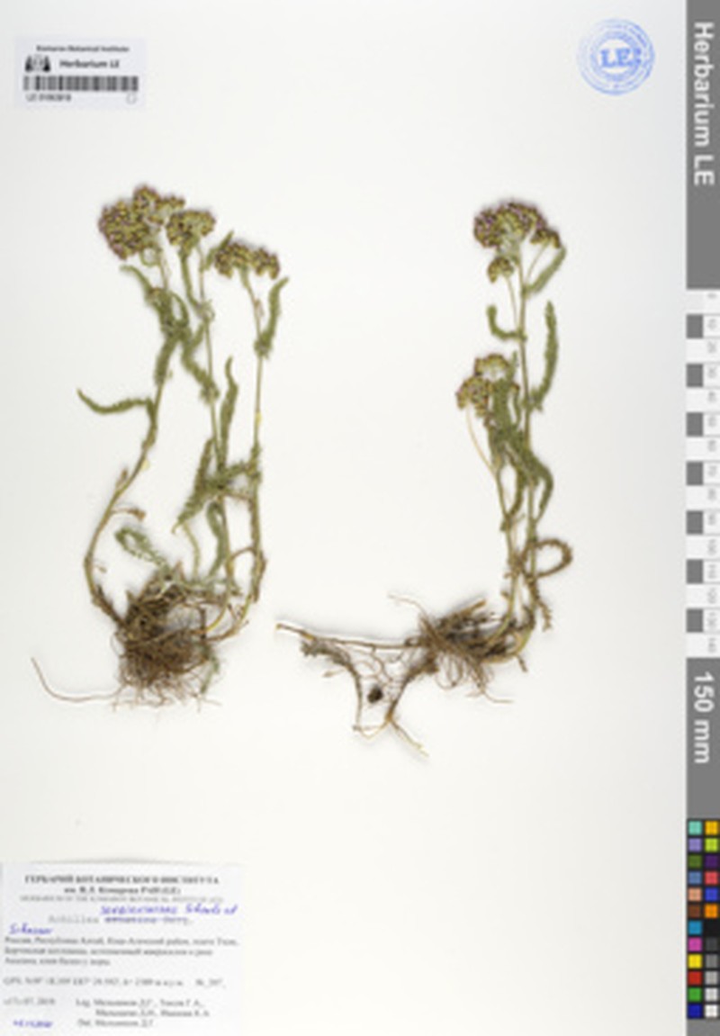 Achillea sergievskiana photo 7