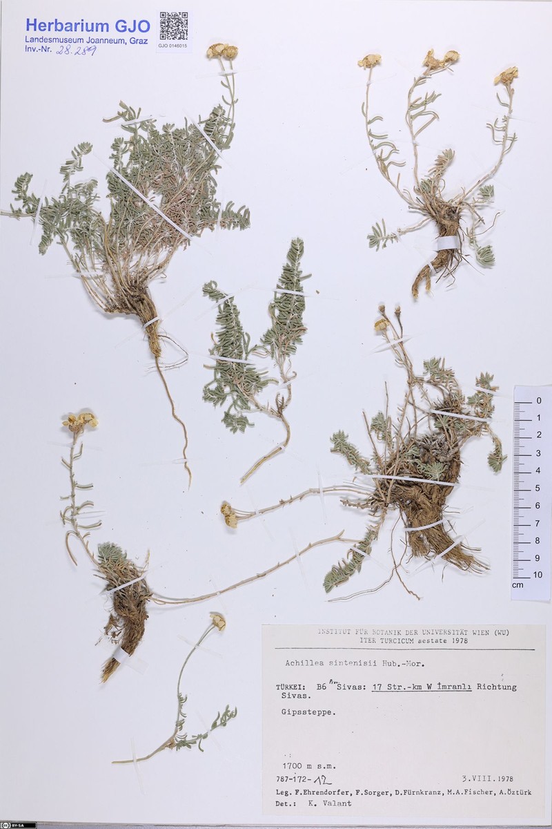 Achillea sintenisii