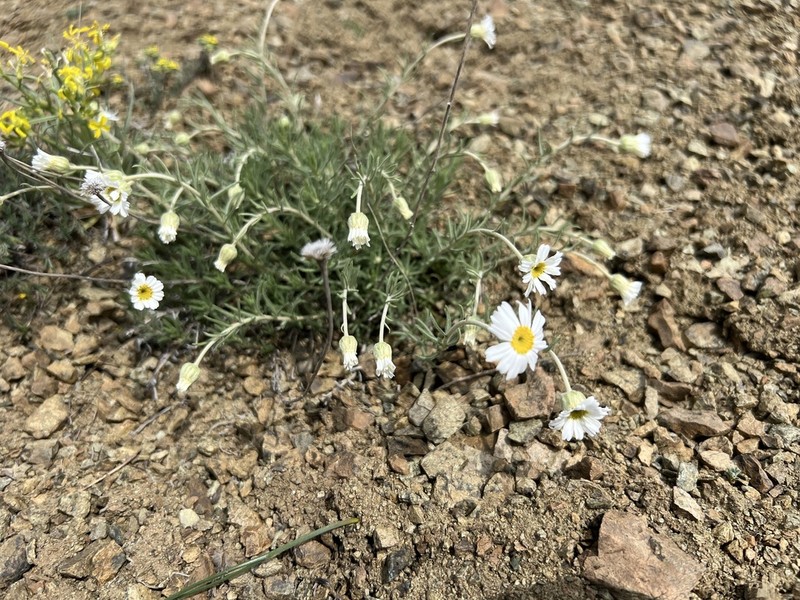 Achillea sipikorensis