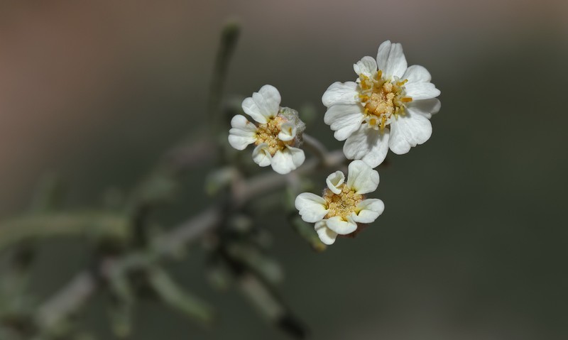Achillea spinulifolia photo 2