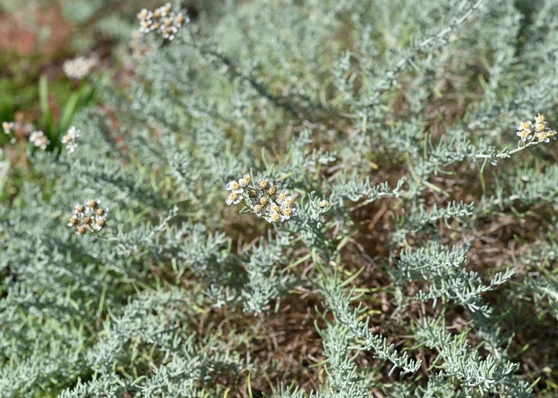 Achillea spinulifolia