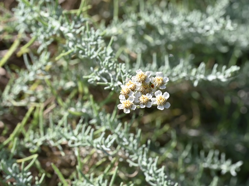 Achillea spinulifolia photo 3