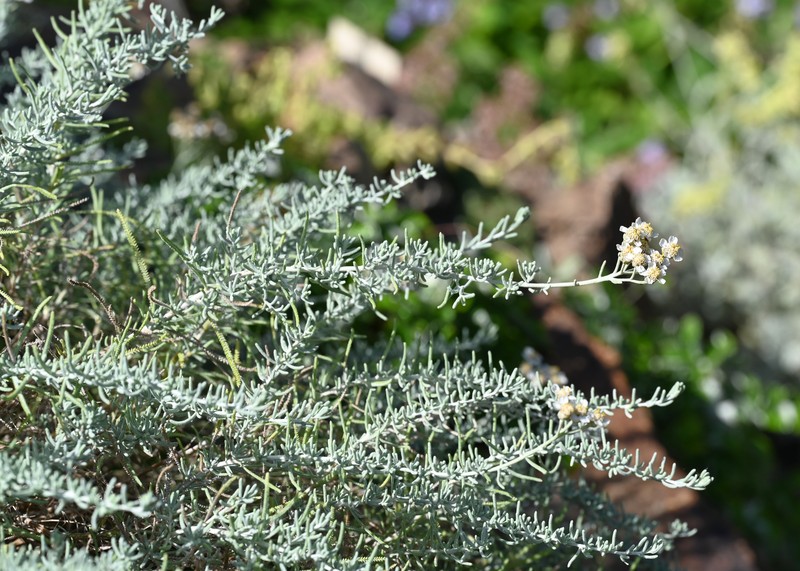 Achillea spinulifolia photo 4