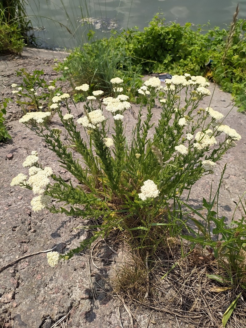 Achillea stepposa photo 2