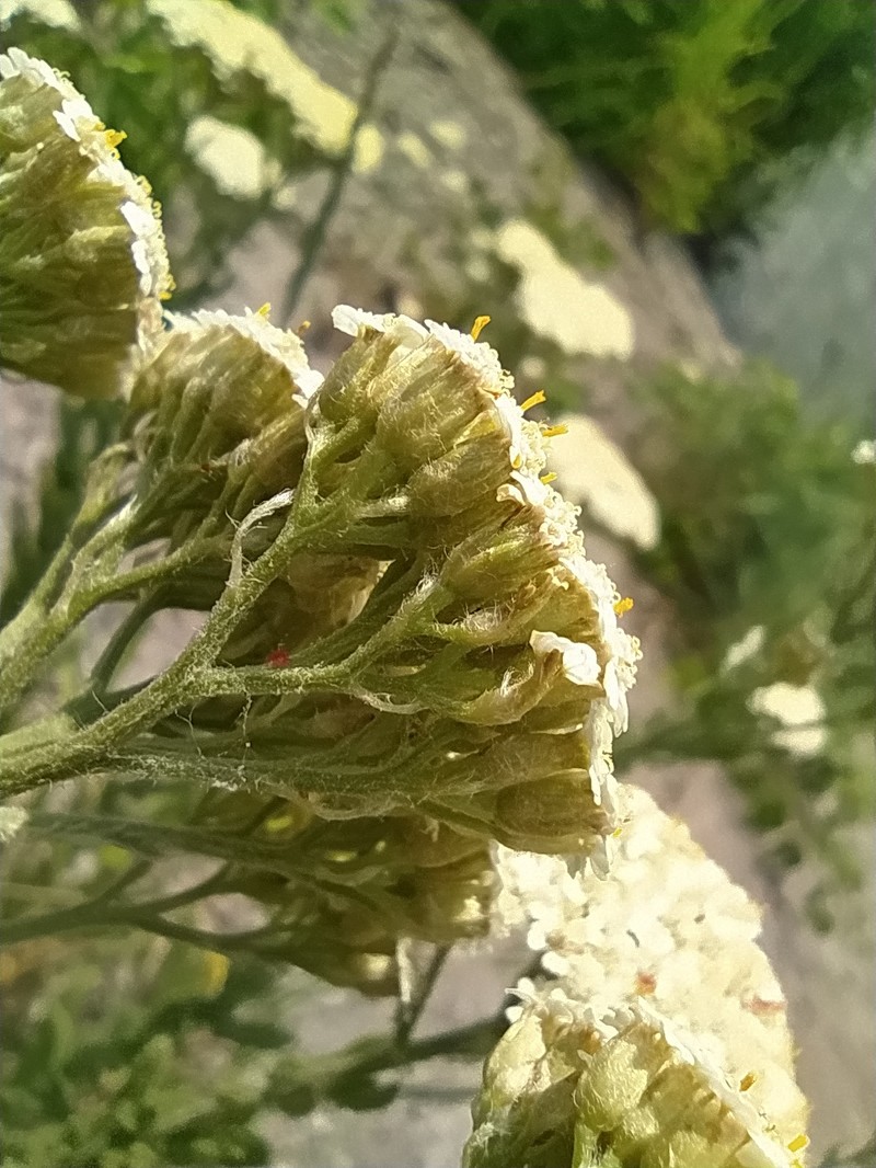 Achillea stepposa photo 3