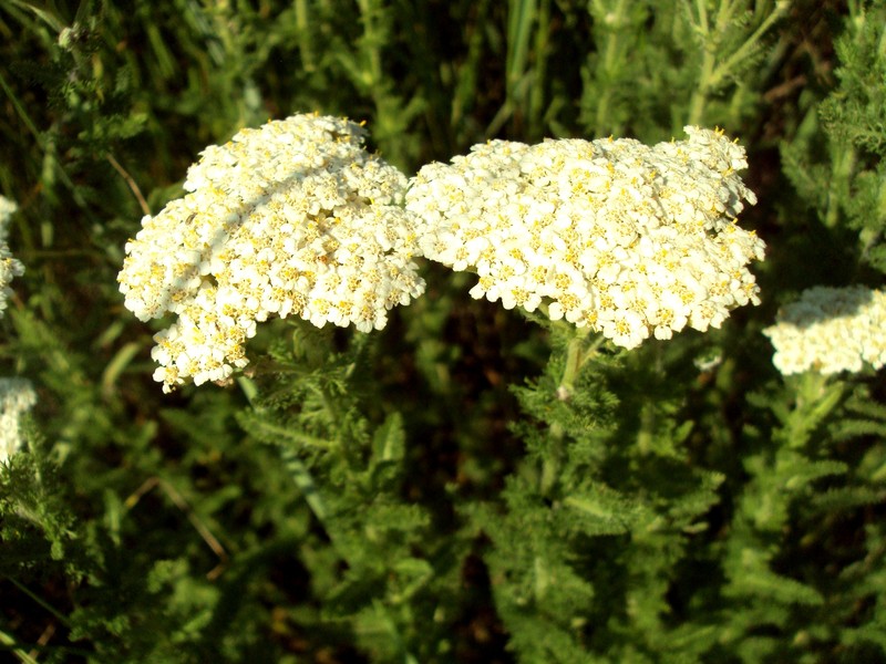 Achillea stepposa photo 4