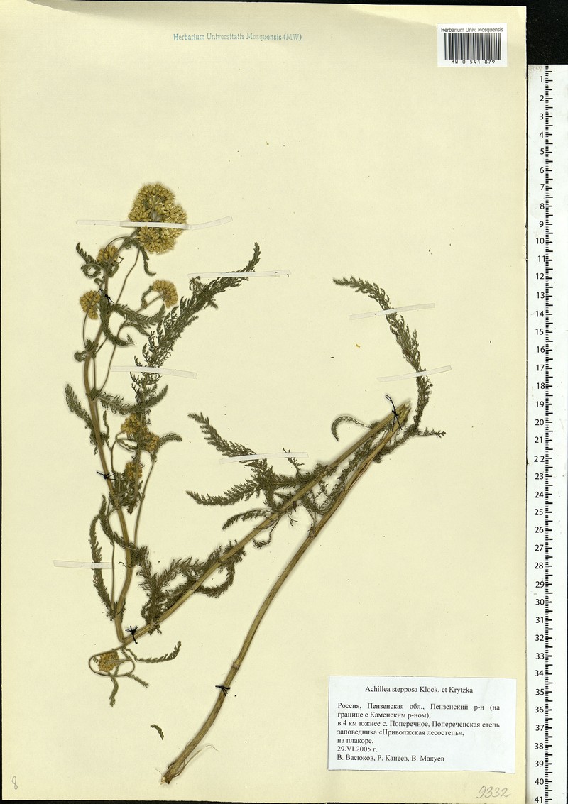 Achillea stepposa photo 5