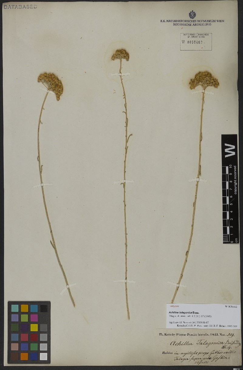 Achillea talagonica